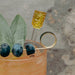 Tiki Glass Drink Stirrers - Set of 4